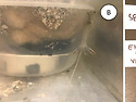 EHP감염 개체에 V. parahemolyti..