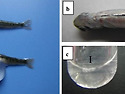 난황을 가진 연어(Oncorhynchus k..