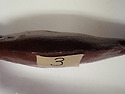 척추만곡 참돔 CNS의 Myxobolus t..