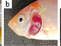 비단잉어 CEV(carp edema virus..