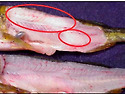 미포자충 Heterosporis