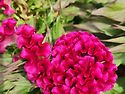맨드라미