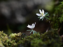 변산바람꽃