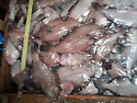 [6.29][회(물가자미,히라스,잡어,아나고,광어)고동세일-건홍합/멸치/뱅어포/꼴뚜기/디포리]다시마/..