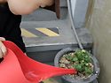 식목일 토마토 수확중입니..