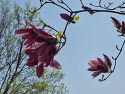 인왕산 꽃구경(220410)