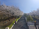 벚꽃이 필때