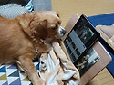 유튜브 시청