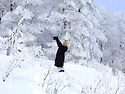 하이원 눈꽃