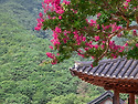 김룡사 백일홍