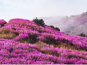 여수 영취산 진달래