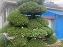오엽송 판매합니다. ( 가정용 독립수 )