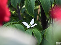 산딸나무꽃