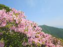 천상의 화원 소백산 국립공..