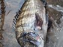 일규씨랑한수씨 동감내기둘이서