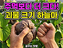 주먹보다 더 크다 괴물크기..