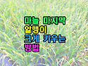 마늘 마지막 알맹이 크게 ..
