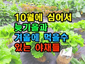 10월에 심어서 늦가을과 ..