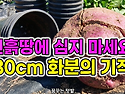 진흙땅에 심지 마세요! 3..