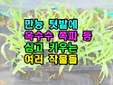 만능 텃밭에 옥수수 쪽파 ..