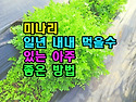미나리 일년 내내 먹을수 ..