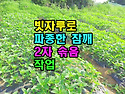 빗자루로 파종한 참깨 2차..