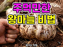 주먹만한 왕마늘 비법