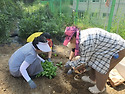 栽种白菜苗1 (배추 모종 심기)
