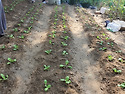 栽种白菜苗 (배추 모종 심기)