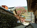 화엄사 매화