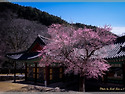 화엄사 梅花