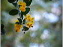 Pearl Acacia