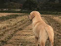 1살 조금 넘었을때 록키 입니다.