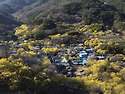 현천마을 산수유