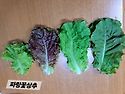 허접님 주신 상추씨앗 상추쌈으로~~