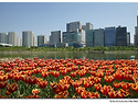 도심의 튤립