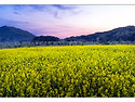 당남리의 봄
