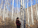 2025년 11월 영양 자작나무숲 _ 홀로..