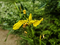 노랑꽃창포