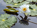수련