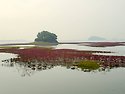 황산도 칠면초