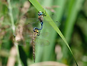 A. soneharai