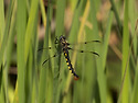 Epitheca marginata