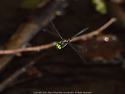 Somatochlora graeseri