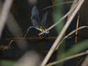 A. soneharai...