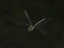 A. juncea