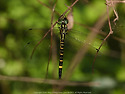 Indaeschna melanictera