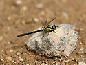 T. nigripes