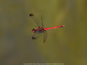 Sympetrum baccha