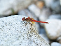 Sympetrum fonscolombii